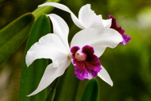 Cattleya orchid in Hawaii