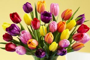 tulips-glossary_110603